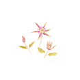 Clematis