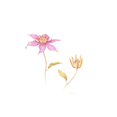 Clematis