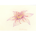 Clematis