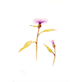 Flockenblume