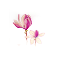 Magnolien