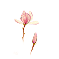 Magnolien