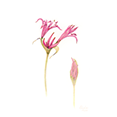 Nerine