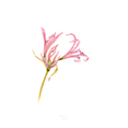 Nerine